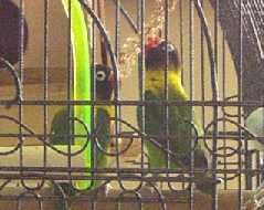 twee mannetjes personata