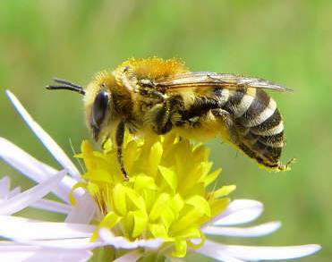 Colletes halophilus op zeeaster